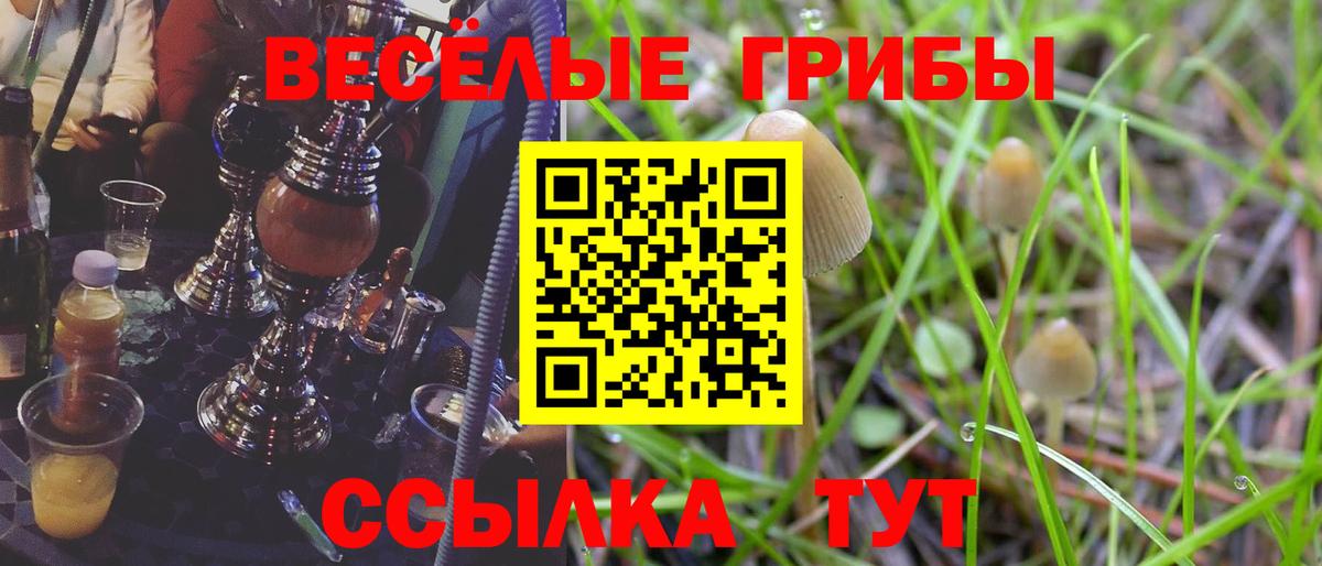 Галлюциногенные грибы Psilocybe  Вход с VPN  Галлюциногенные грибы Magic Shrooms  как найти наркотики  Новодвинск 